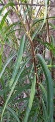 Sapium haematospermum