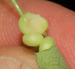 Cissampelos tropaeolifolia
