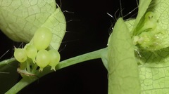 Cissampelos tropaeolifolia