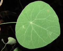 Cissampelos tropaeolifolia