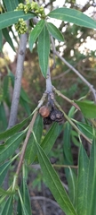Sapium haematospermum