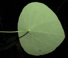 Cissampelos tropaeolifolia