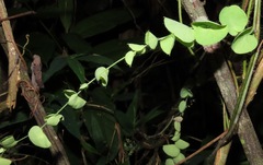 Cissampelos tropaeolifolia
