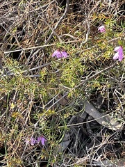 Tetratheca ericifolia