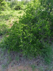 Commiphora pyracanthoides