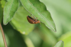 Chelymorpha indigesta