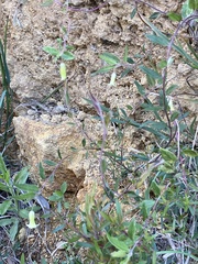 Billardiera mutabilis