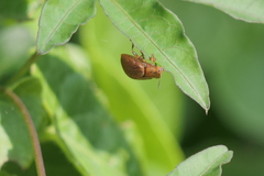 Chelymorpha indigesta