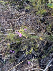 Tetratheca thymifolia