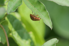 Chelymorpha indigesta