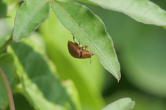 Chelymorpha indigesta