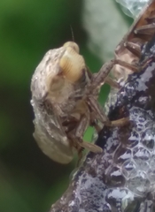Cephisus siccifolius