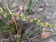 Stackhousia viminea