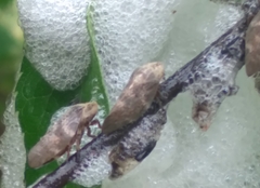 Cephisus siccifolius