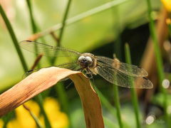 Libellula fulva