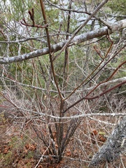 Cornus alternifolia