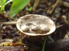 Cyathus