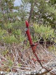 Cornus alternifolia