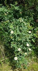 Rosa arvensis