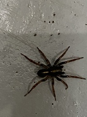 Artoriinae