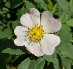 Rosa arvensis
