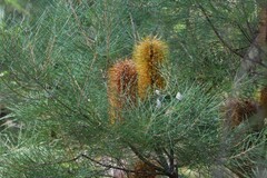 Banksia spinulosa