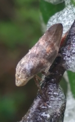 Cephisus siccifolius