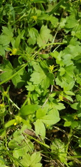 Ranunculus muricatus