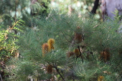 Banksia spinulosa