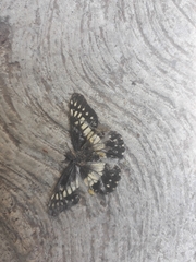 Catasticta nimbice