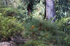 Banksia spinulosa