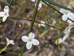 Mitrasacme polymorpha