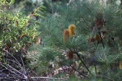 Banksia spinulosa