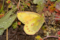 Colias lesbia