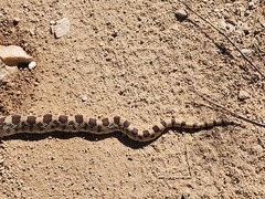 Pituophis catenifer affinis