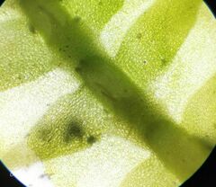 Saccogyna viticulosa