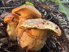 Suillus caerulescens