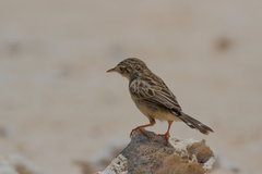Cisticola cherina