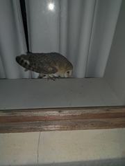 Tyto alba poensis