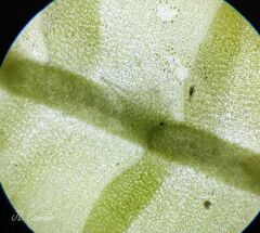 Saccogyna viticulosa