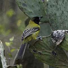 Icterus graduacauda