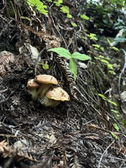 Suillus caerulescens