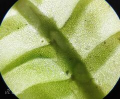 Saccogyna viticulosa