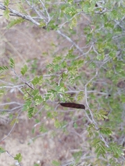 Chamaecrista greggii