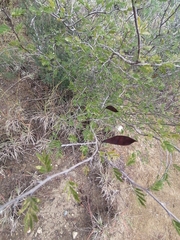 Chamaecrista greggii