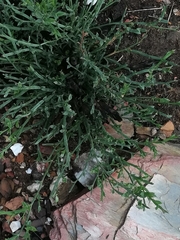 Genista tridentata