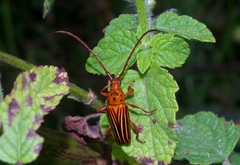 Oxymerus aculeatus