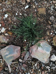Genista tridentata