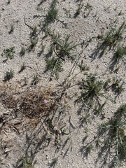 Palafoxia arida arida