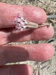 Palafoxia arida arida